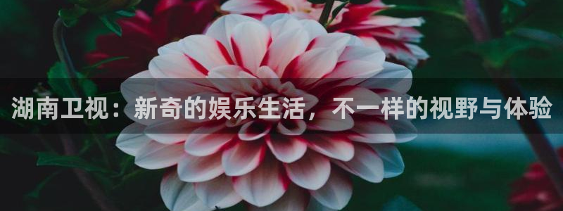 新宝gg官网
